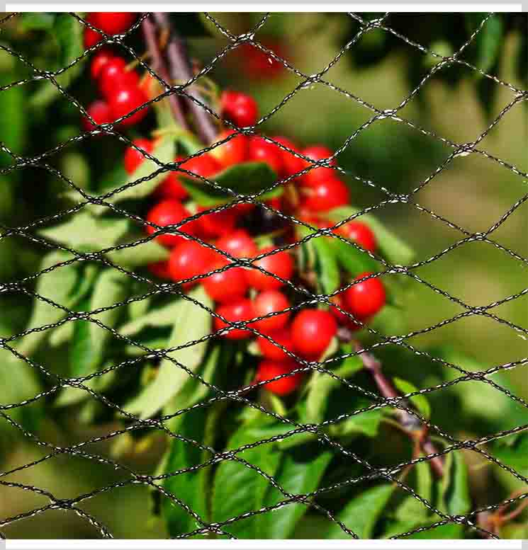 Anti Bird Netting ສໍາລັບຫມາກ